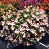 Petunia Amore King of Hearts 4.5" - Image 2